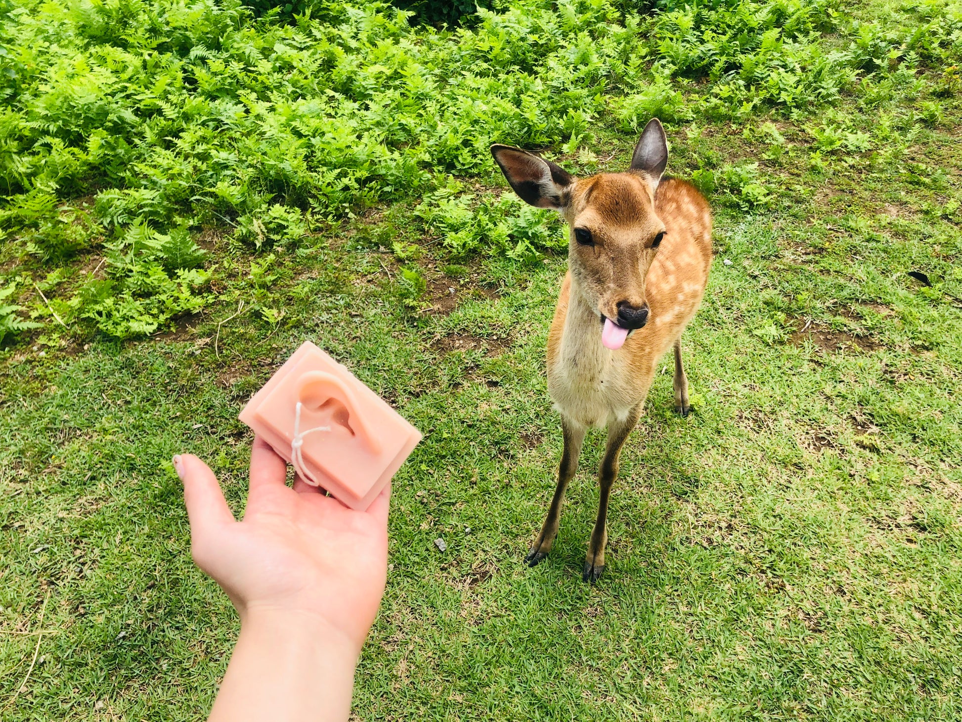 Hand holding a pink item towards a deer in a grassy area