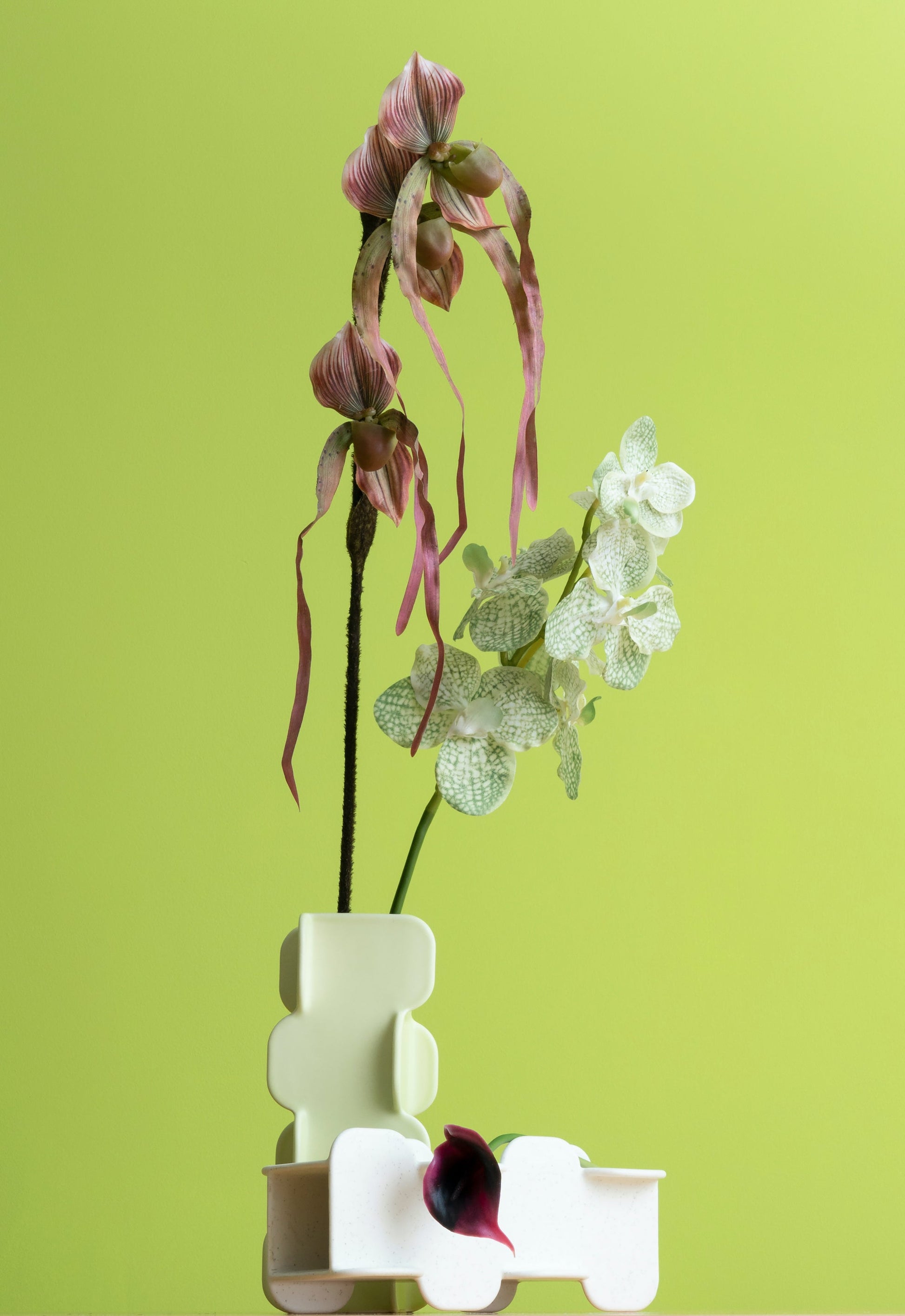 Orchids in a white vase against a green background